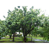 LONGAN FİDANI 4 YAŞ 50-60 CM