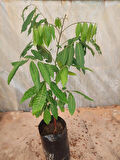 LONGAN FİDANI 4 YAŞ 50-60 CM