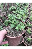 Mentha Nane Fidanı Fidesi 1 Adet 10-20 Cm 