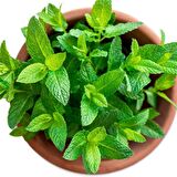 Mentha Nane Fidanı Fidesi 1 Adet 10-20 Cm 
