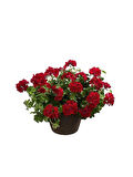 Saksılı Sakız Sardunya Kırmızı 10-20 cm