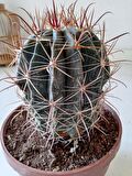 Ferrocactus latispinus 