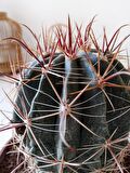 Ferrocactus latispinus 