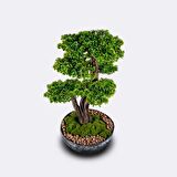 Galatea Thuja-5 Masaüstü Kullanıma Uygun Doğal Ağaç Gövdeli Yapay Bonsai Ağacı - 45x60 Cm