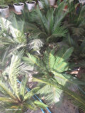 Cycas Revoluta Sikas Palmiyesi 60-80cm İç&Dış Mekan Mekan Peyzaj Bitkisi