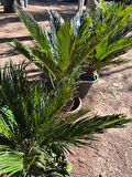 Cycas Revoluta - Sikas Japon Sago Palmiyesi 60-80cm Canlı İç Dış Mekan Bitkisi 