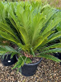 Japon Sago Palm Sikas PalmiyesiCycas Revoluta 1 ADET 60-80CM