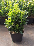 Euonymus Japonicus Yeşi Taflan Bitkisi 1 AADET Saksılı 30-40cm Çit Bitkisi