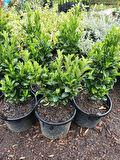 Euonymus Japonicus Yeşi Taflan Bitkisi 1 AADET Saksılı 30-40cm Çit Bitkisi