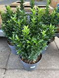Euonymus Japonicus Yeşi Taflan Bitkisi 1 AADET Saksılı 30-40cm Çit Bitkisi