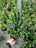 Yeşil Taflan Çiçeği Euonymus Japonicus 1 ADET Saksılı 20-40cm 