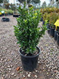 Yeşil Taflan Çiçeği Euonymus Japonicus 1 ADET Saksılı 20-40cm 