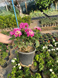 Dolgun Pembe Renk Çalı Minesi Lantana Çiçeği 1 ADET 20-40CM 