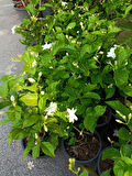 Kokulu Ful Yasemin Çiçeği 1 ADET Saksılı 30-60cm Jasminum