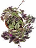 Canlı Dekoratif Salon Çiçeği 1 Adet Saksılı Telgraf Tradescantia Zebrina