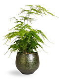 Dekoratif Salon çiçeği Asparagus Setaceus Tül Kuşkonmaz Çiçeği 10-30CM 