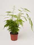 Dekoratif Salon çiçeği Asparagus Setaceus Tül Kuşkonmaz Çiçeği 10-30CM 