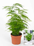Hediyelik Dekoratif Canlı Salon çiçeği 1 ADET 15-30CM (Asparagus Setaceus)