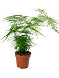 Hediyelik Dekoratif Canlı Salon çiçeği 1 ADET 15-30CM (Asparagus Setaceus)
