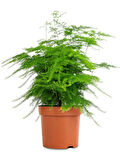 Tül Kuşkonmaz Çiçeği 1 ADET Asparagus Setaceus15-30cm 