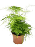 Tül Kuşkonmaz Çiçeği 1 ADET Asparagus Setaceus15-30cm 