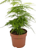 Tül Kuşkonmaz Çiçeği 1 ADET Asparagus Setaceus15-30cm 