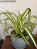 Kurdele Çiçeği 1 ADET Saksılı Chlorophytum Comosum Salon Çiçeği