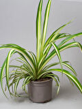 Kurdele Çiçeği 1 ADET Saksılı Chlorophytum Comosum Salon Çiçeği