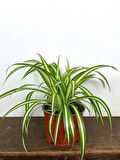 Kurdele Çiçeği 1 ADET Saksılı Chlorophytum Comosum Salon Çiçeği