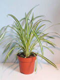 Dekoratif Salon Çiçeği Chlorophytum Comosum Kurdele Çiçeği 30-40cm