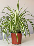 Yeşil Alacalı Kurdele Çiçeği 1 ADET Saksılı (Chlorophytum Comosum)
