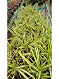 Yeşil Alacalı Kurdele Çiçeği 1 ADET Saksılı (Chlorophytum Comosum)