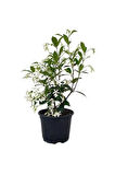 Arap Yasemini Çiçeği 1ADET Saksılı 30-50cm+Hanımeli Çiçeği 40-70cm Kokulu Bahçe Seti