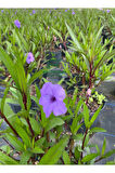 Meksika Petunyası Ruelya 30-60Cm (Ruellia)