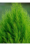 Videolu Limon Çamı Limoni Servi (70 80 CM)1 Adet Saksılı Dış Mekan Bitkisi Cupressus Macrocarpa