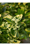 Videolu Altuni Gold Taflan Doğal Çit (25 45 CM)1 Adet Saksılı Dış Mekan Bitkisi Euonymus Japonicus