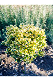 Videolu Altuni Gold Taflan Doğal Çit (25 45 CM)1 Adet Saksılı Dış Mekan Bitkisi Euonymus Japonicus