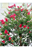Videolu Kırmızı Renkli Oya Çiçeği Fidanı (30 80 CM)1 Adet Dış Mekan Ağaç Lagerstroemia Indica