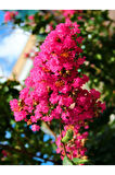 Videolu Pembe Çiçekli Oya Ağacı Fıdanı (30 60 CM)1 Adet Saksılı Dış Meka Lagerstroemia Indica