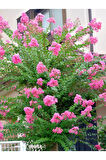Videolu Pembe Çiçekli Oya Ağacı Fıdanı (30 60 CM)1 Adet Saksılı Dış Meka Lagerstroemia Indica