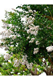 Videolu Beyaz Çiçekli Oya Ağacı Fidanı (60 80 CM)1 Adet Saksılı Dış Mekan Ağacı Lagerstroemia Indica