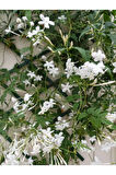 Videolu Kokulu Arap Yasemini (50 70 CM)1 Adet Saksılı Dış Mekan Süs Bitkisi Jasminum Sambac