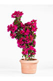 Videolu Pembe Renkli Begonvil Çiçeği Fidanı (70 120 CM)1 Adet Dış Mekan Süs Bitkisi Bougainvillea