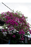 Videolu Pembe Renkli Begonvil Çiçeği Fidanı (70 120 CM)1 Adet Dış Mekan Süs Bitkisi Bougainvillea
