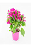 Videolu Pembe Renkli Begonvil Çiçeği Fidanı (70 120 CM)1 Adet Dış Mekan Süs Bitkisi Bougainvillea