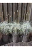 Videolu Bahçe Dekoratifi Mavi Çim(10 30 CM)3 Adet Saksılı Dış Mekan Bitkisi Blue Fescue