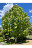 Videolu Çınar Ağacı Fidanı (DOĞU ÇINARI) (80 90 CM)4 Adet Tüplü Dış Mekan (PLATANUS ORİENTALİS)