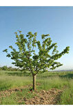 Videolu Çınar Ağacı Fidanı (DOĞU ÇINARI) (80 90 CM)4 Adet Tüplü Dış Mekan (PLATANUS ORİENTALİS)