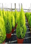 Videolu Limoni Servi Çam Fidanı Salon Çamı (30 40 CM) 1 Adet Saksılı Cupressus Macrocarpa