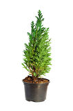 Videolu Leylandi Çit Bitkisi (10 30CM) 5 Adet Saksılı/tüplü Dış Mekan Ağaç Cupressocyparis Leylandii